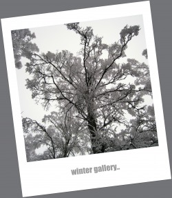 winter gallery